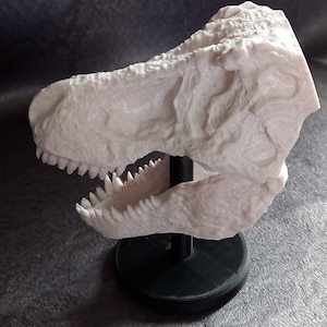 Könnte beinhalten: Eine weiße, 3D-gedruckte Nachbildung eines Dinosaurierschädels auf einem schwarzen Ständer. Der Schädel ist detailliert mit Zähnen und strukturiertem Knochen.