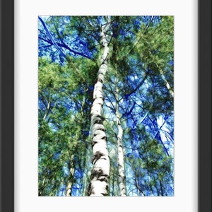 Wanneer de Aspen de hemel ontmoet - Blauwe en groene Aspen Grove schittert op de achtergrond van deze Aspen Tree