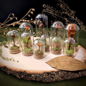 REAL Mushroom Terrariums | Cottagecore Dried Mushroom Specimen | Dried Fungi Curiosity Vial with Moss | Mini Botanical Display | Nature Gift