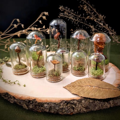 Dried Mushroom Terrarium: Miniature Cottagecore Fungi Display
