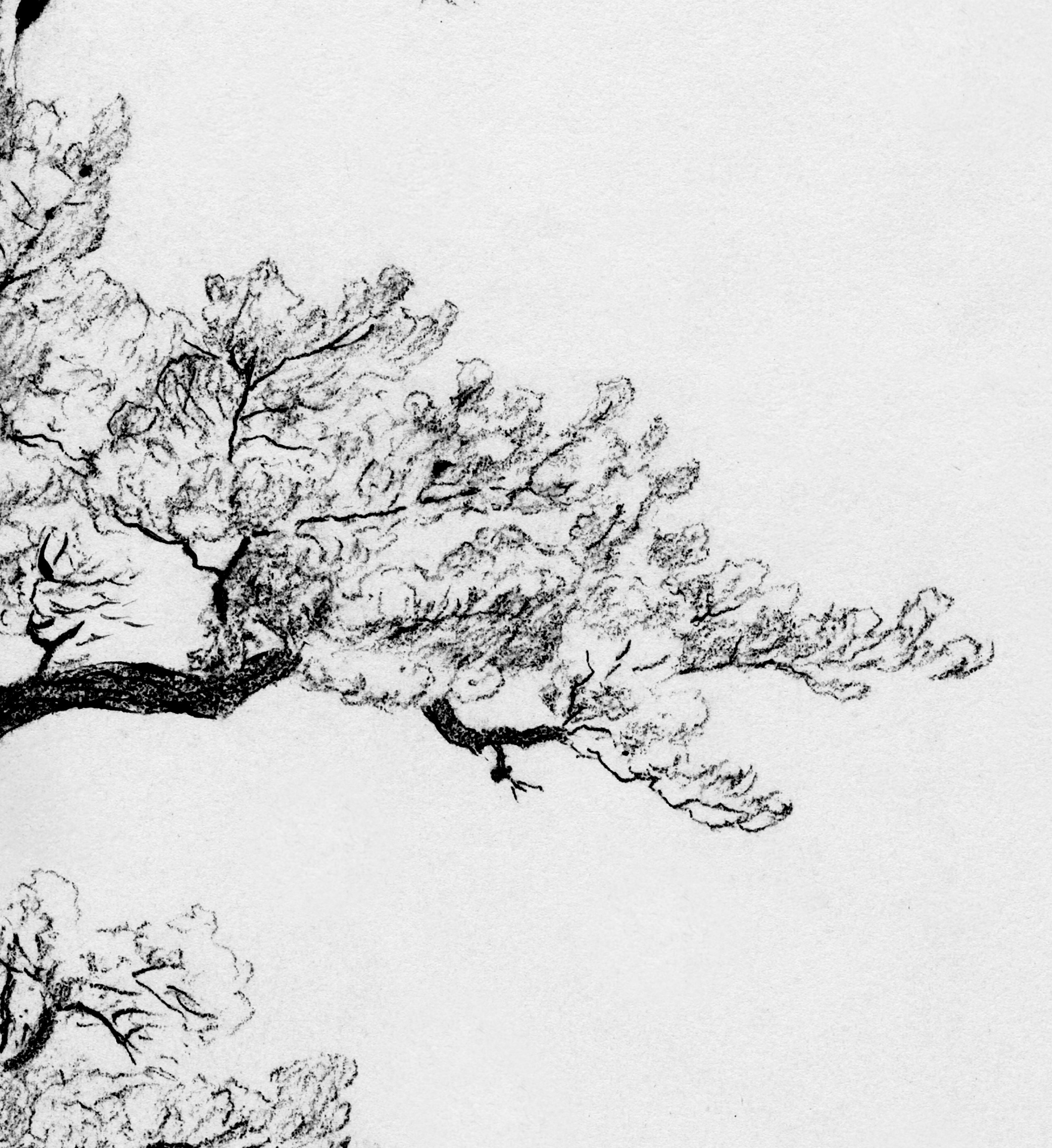 Tree Art Print Vintage Tree Sketch Antique Tree Drawing - Etsy Ireland Tree Art Print Vintage Tree Sketch Antique Tree Drawing - Etsy Ireland