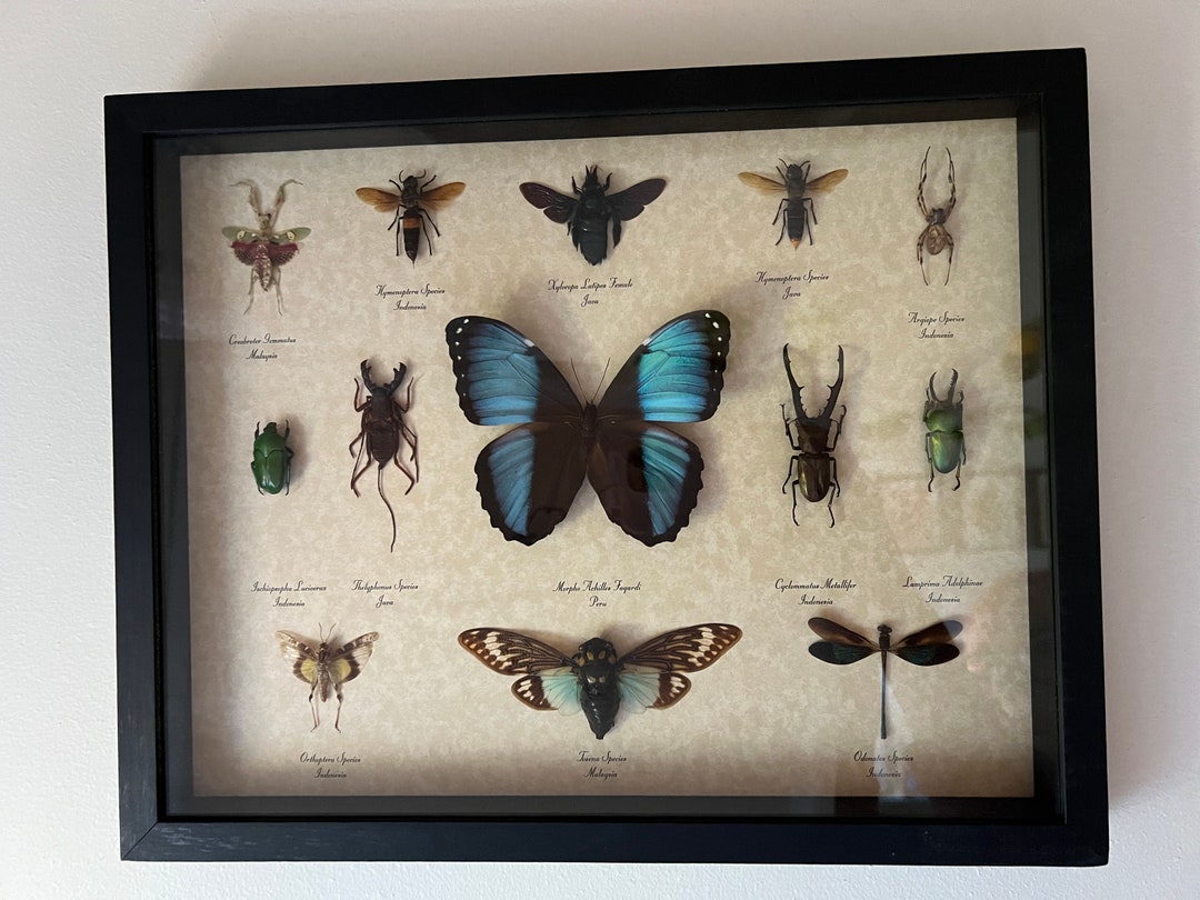 Butterfly and Insect Display Shadowbox - Etsy