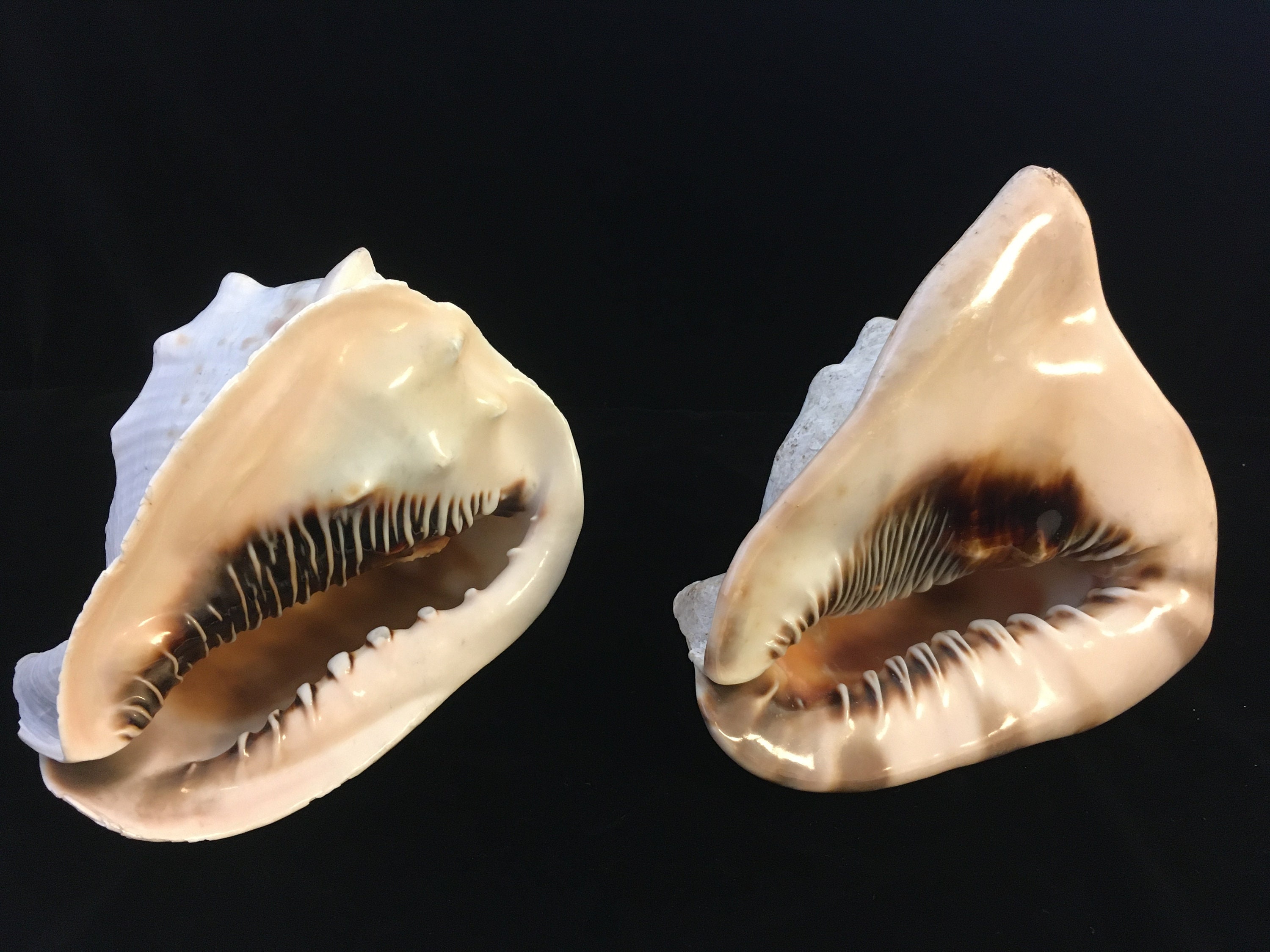 Vintage LARGE PAIR Conch Shell Great Nautical Specimens Rare Etsy