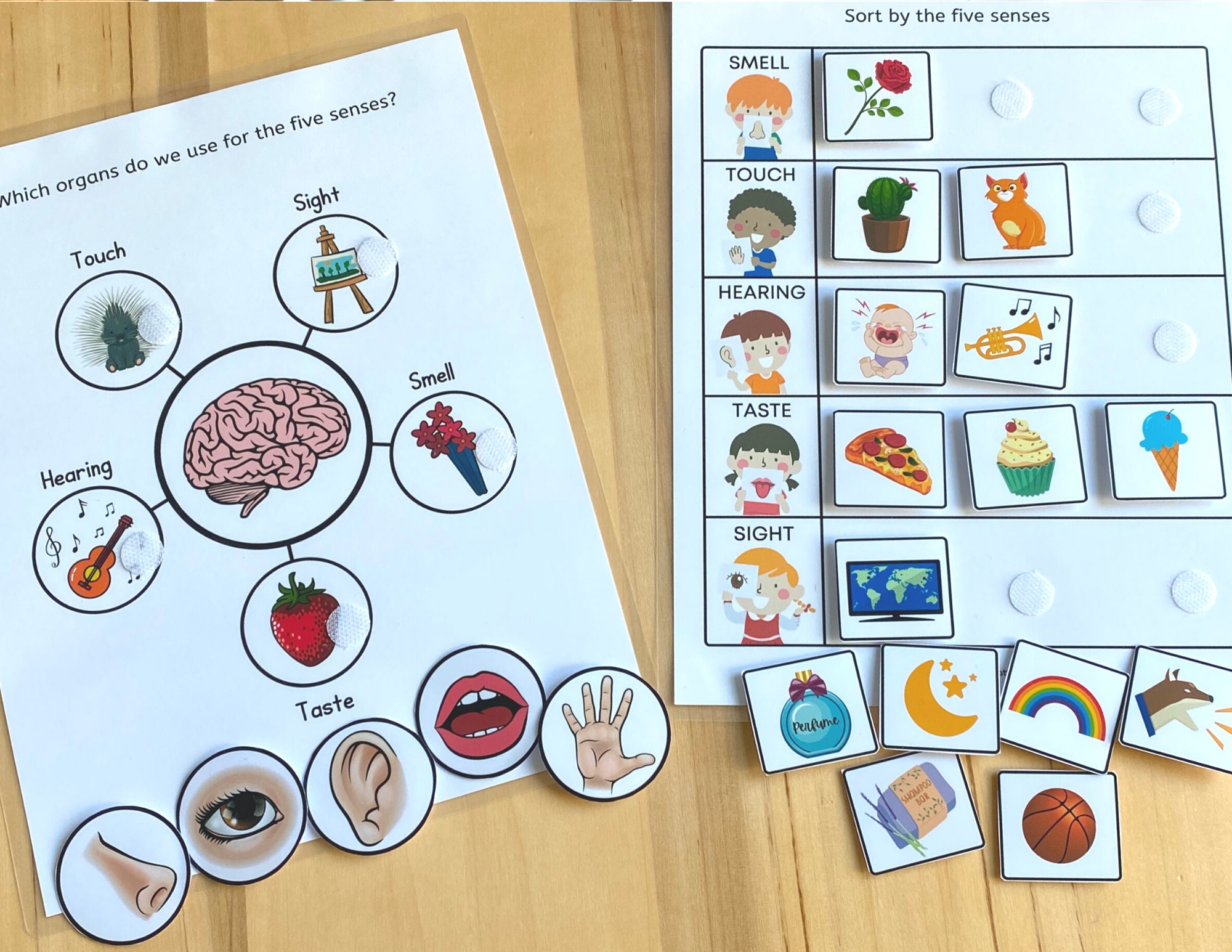 All About My Body Busy Book Busy Book Printable Human Etsy Australia