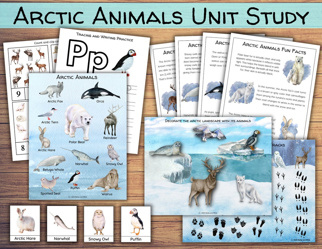 Arctic Animals Unit Study Arctic Animals Homeschool