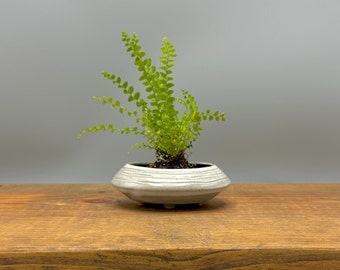 Small White Oval Ceramic Planter With Drainage, Handmade Plant Pot With Feet, Kusamono Or Bonsai Pot, Windowsill Planter, Plant Lover Gift