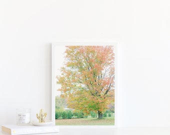 Estampado de follaje otoñal de Vermont / Paisaje de árboles otoñales de Burlington