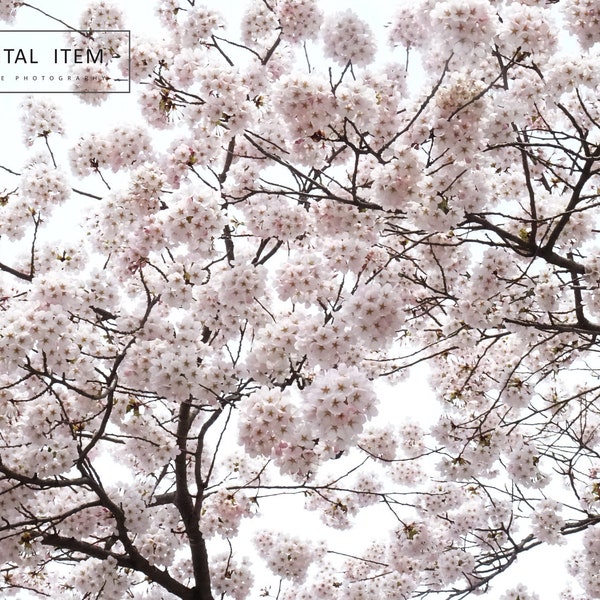 Digital Download Photography, INSTANT DOWNLOAD, Sakura in full bloom 2 pictures