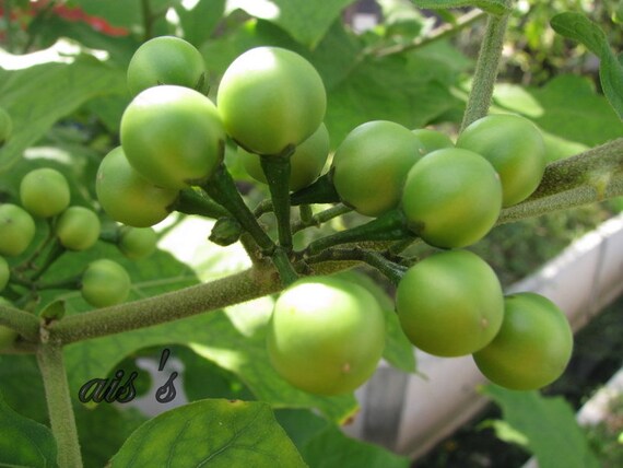 Thai Makheua Puang Pea Plate Brush Eggplant vegetable 20 seed