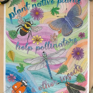 May include: A colorful illustration with the text "Plant native plants help pollinators & other insects". The illustration features a bee, a butterfly, a dragonfly, a ladybug, and a firefly.