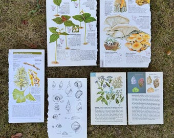 Nature Identification Guide Pages – Ephemera Bundle, Set of 6