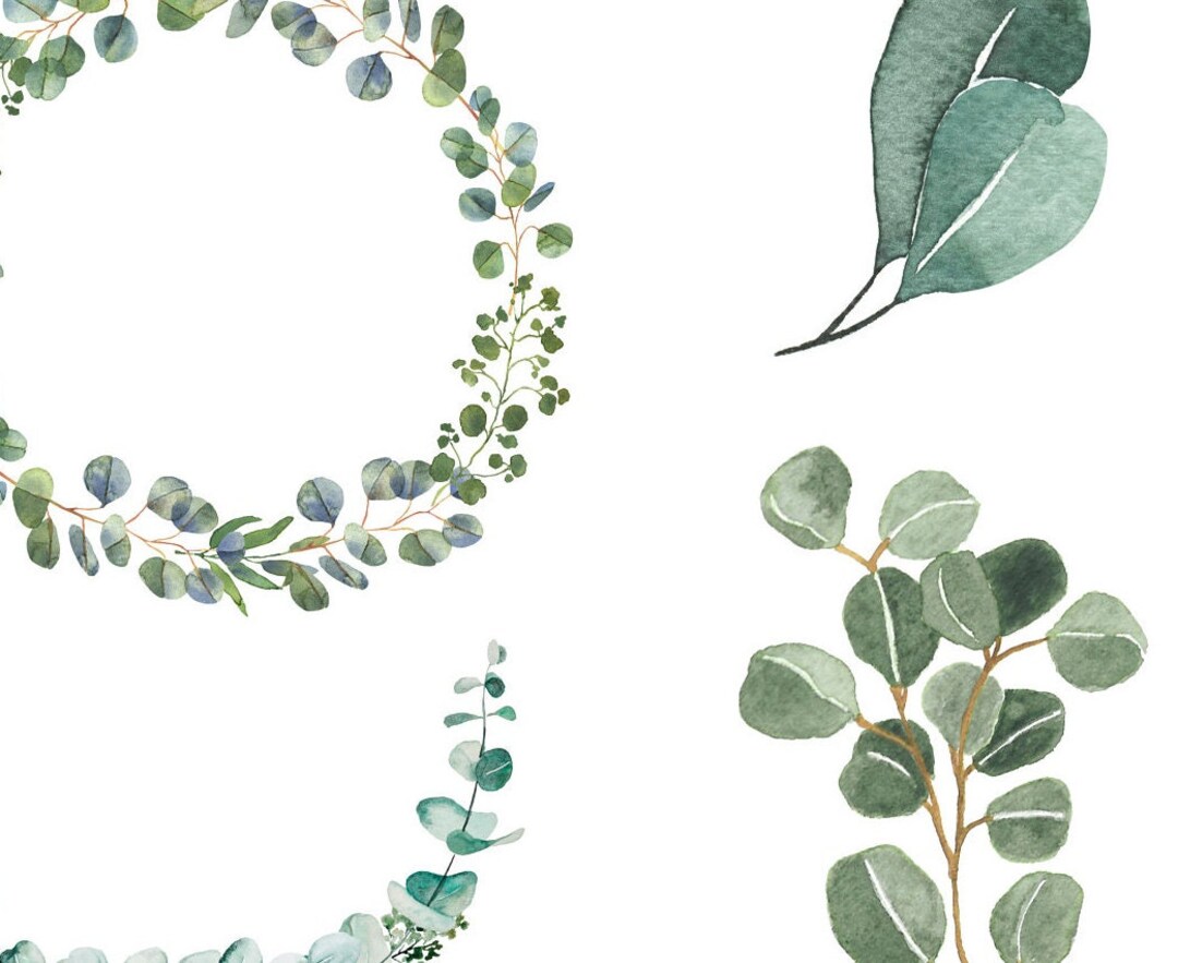 Eucalyptus Clipart Bundle- Watercolor Baby Blue Eucalyptus - Greenery ...