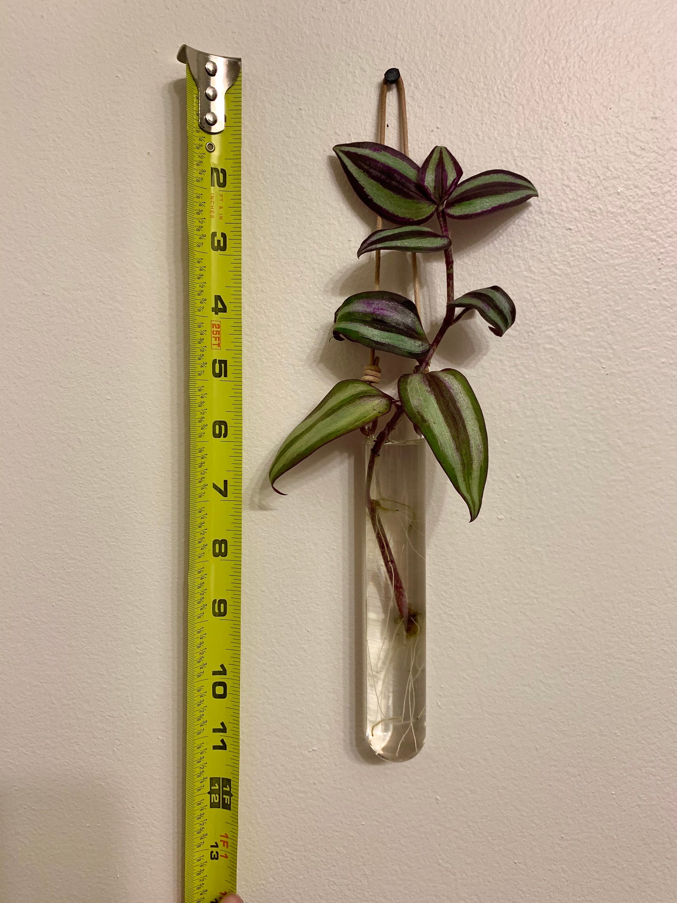 Hanging Plant Propagation Tube 1 Incl. Etsy