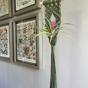 Koru Macrame Air Plant Hanger