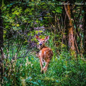 Fawn im Wald Digitaldruck, Hirsch Leinwand, Montana Fotografie, Bauernhaus Dekor, Wildlife Print, Home Decor, Lodge Dekor