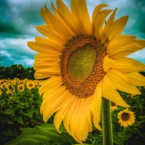 Sunflower Digital Print, Sunflower Decor, Flower Photography, Country Wall Art, Farmhouse Home Decor, Flower Print, Sunflower Canvas