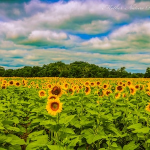 Sunflower Field Digital Print, Sunflower Photography, Flower Canvas, Farmhouse Decor, Country Home Decor, Wall Art