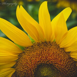 Sunflower Digital Print, Sunflower Decor, Flower Photography, Country Wall Art, Farmhouse Home Decor, Flower Print, Sunflower Canvas
