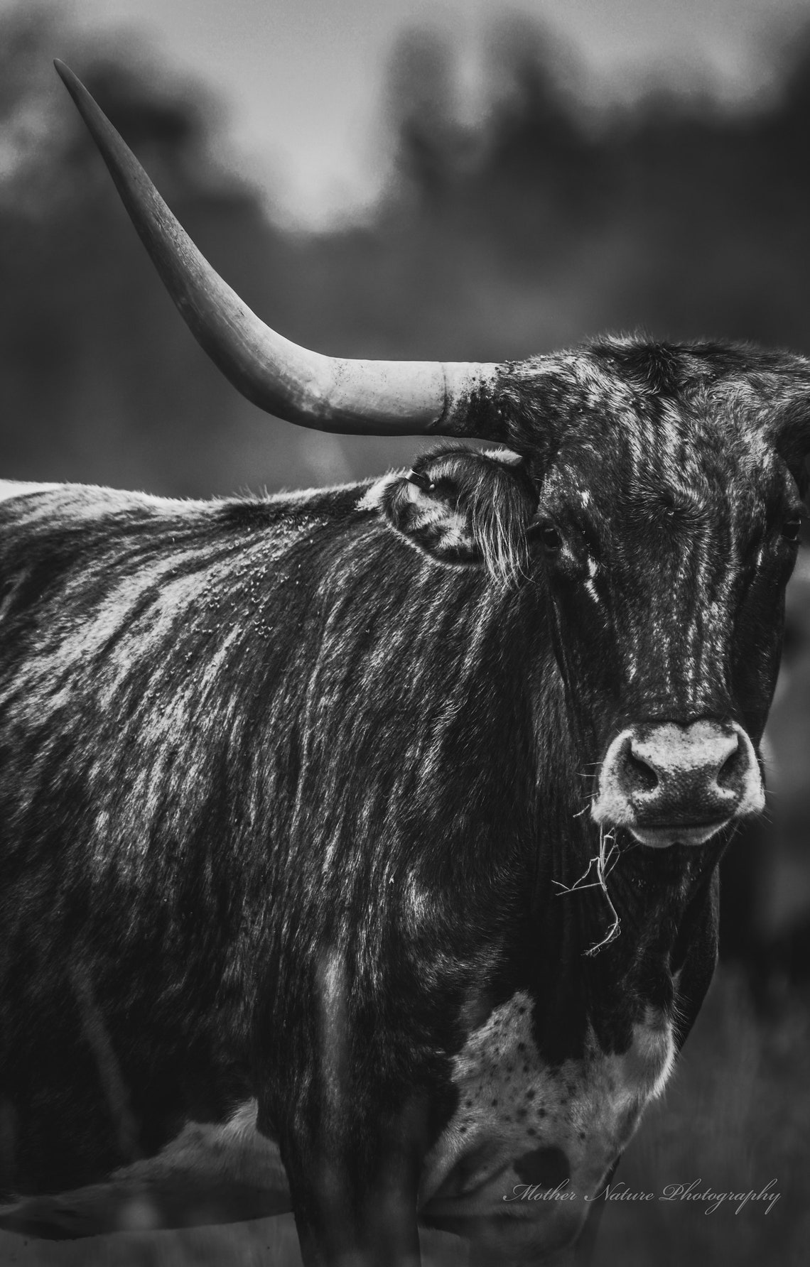 Black and White TX Longhorn Digital Print Texas Photography Etsy