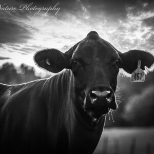 Black and White Cow Digital Print, Farmhouse Decor, Western Decor, Rustic Wall Art, Texas Photography, Canvas