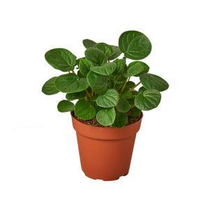 May include: A Peperomia plant with numerous rounded, dark green, succulent-like leaves growing from thin stems. The plant is potted in a simple, smooth, terracotta-colored plastic container filled with dark brown potting soil.
