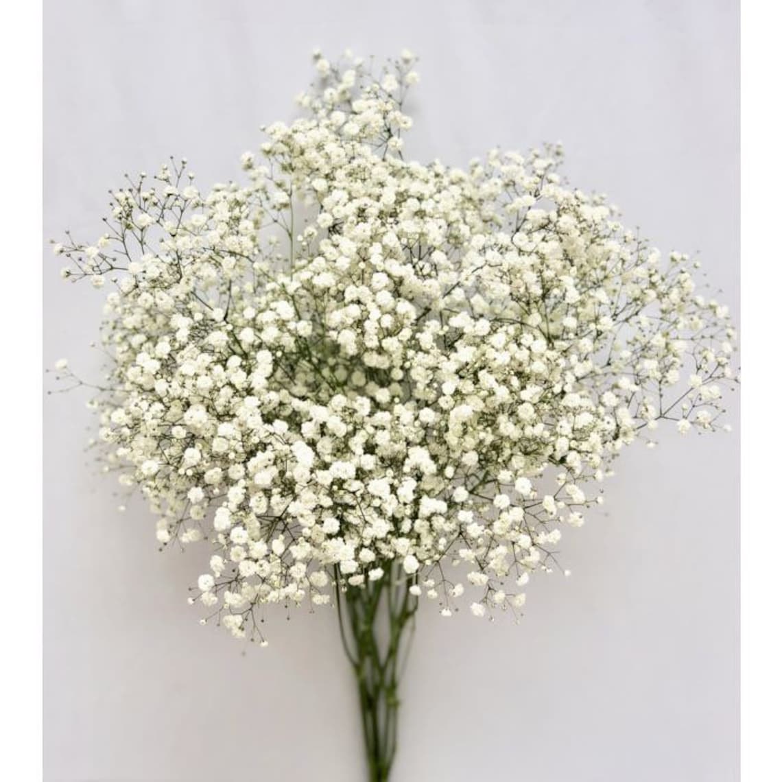 Babys Breath Flowers Etsy