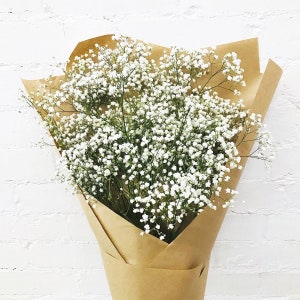 Baby's Breath Farm Fresh Flowers in Bulk Bunches -  Denmark