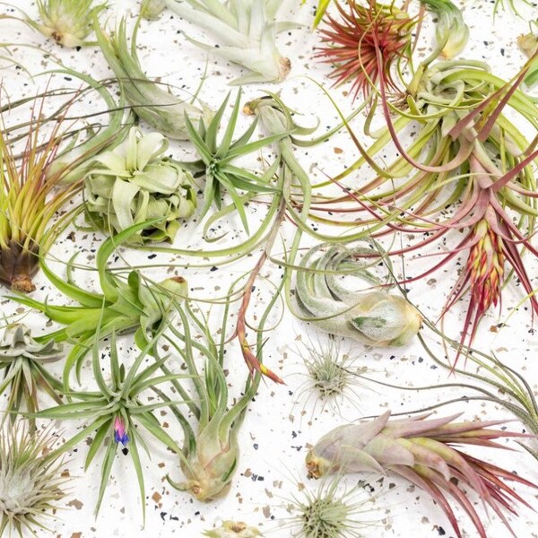 Air Plants Etsy