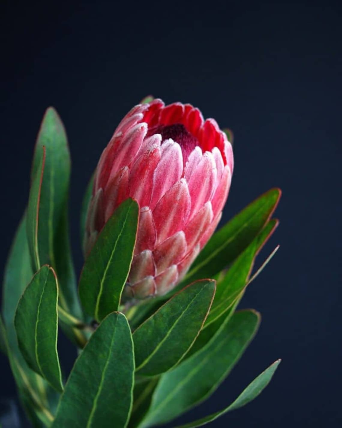Rare Flowers Queen Protea Live Fresh Cutting Single Stem Etsy
