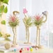 Air Plant With Stands | Set of 3 | DIY Accessories Included 