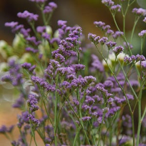 May include: A cluster of purple statice flowers featuring small, densely packed blossoms on thin, green, branching stems. The delicate, papery petals are arranged in multiple tiers, creating a textured appearance across the stems.