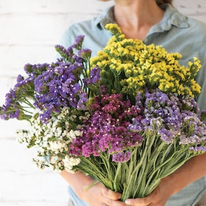May include: A large, vibrant bouquet of dried statice flowers featuring a mix of bright yellow, deep purple, magenta, light lavender, and white blossoms. The stems are bundled together, showcasing the dense, papery texture of the small clusters.