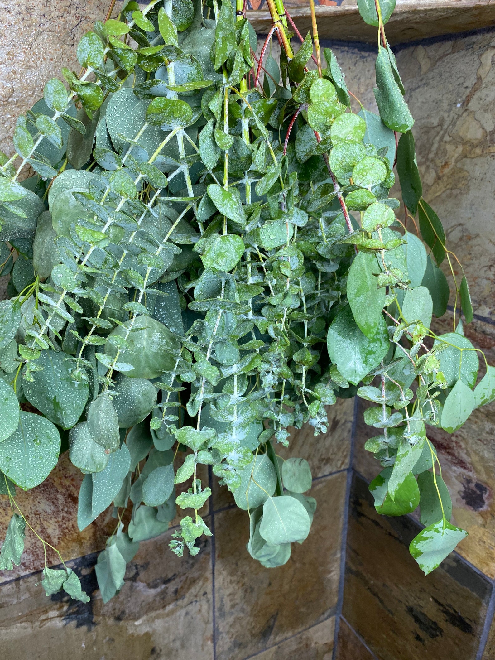 Aromatherapy Shower Eucalyptus Shower Bundle Etsy