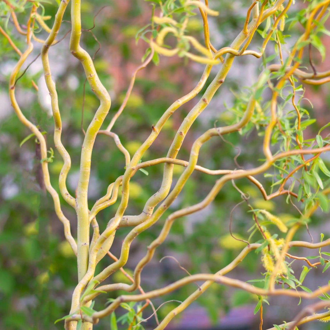 Curly Willow Live Willows Best Spring Decor 34 Feet Etsy