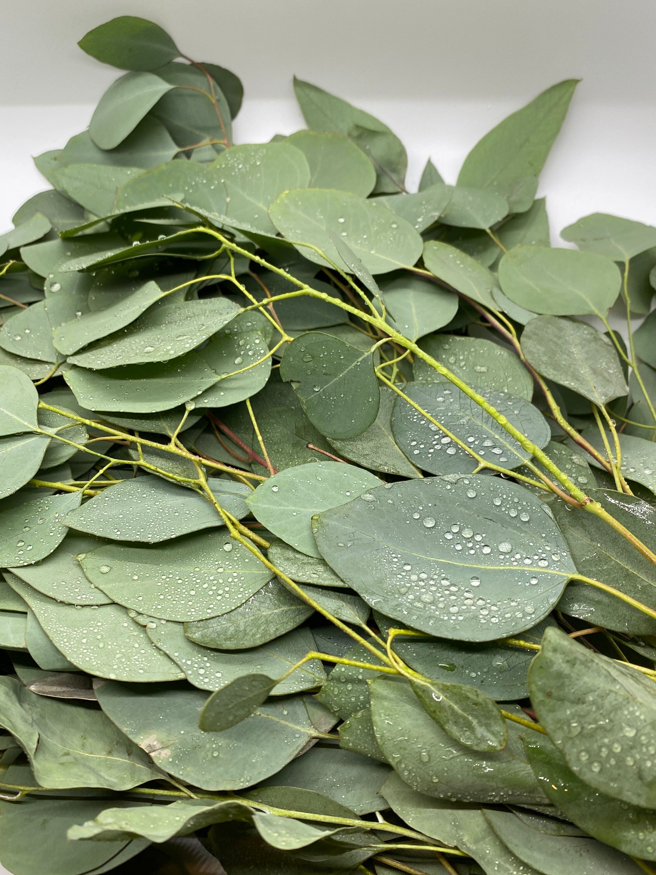 Aromatherapy Shower Eucalyptus Shower Bundle Etsy