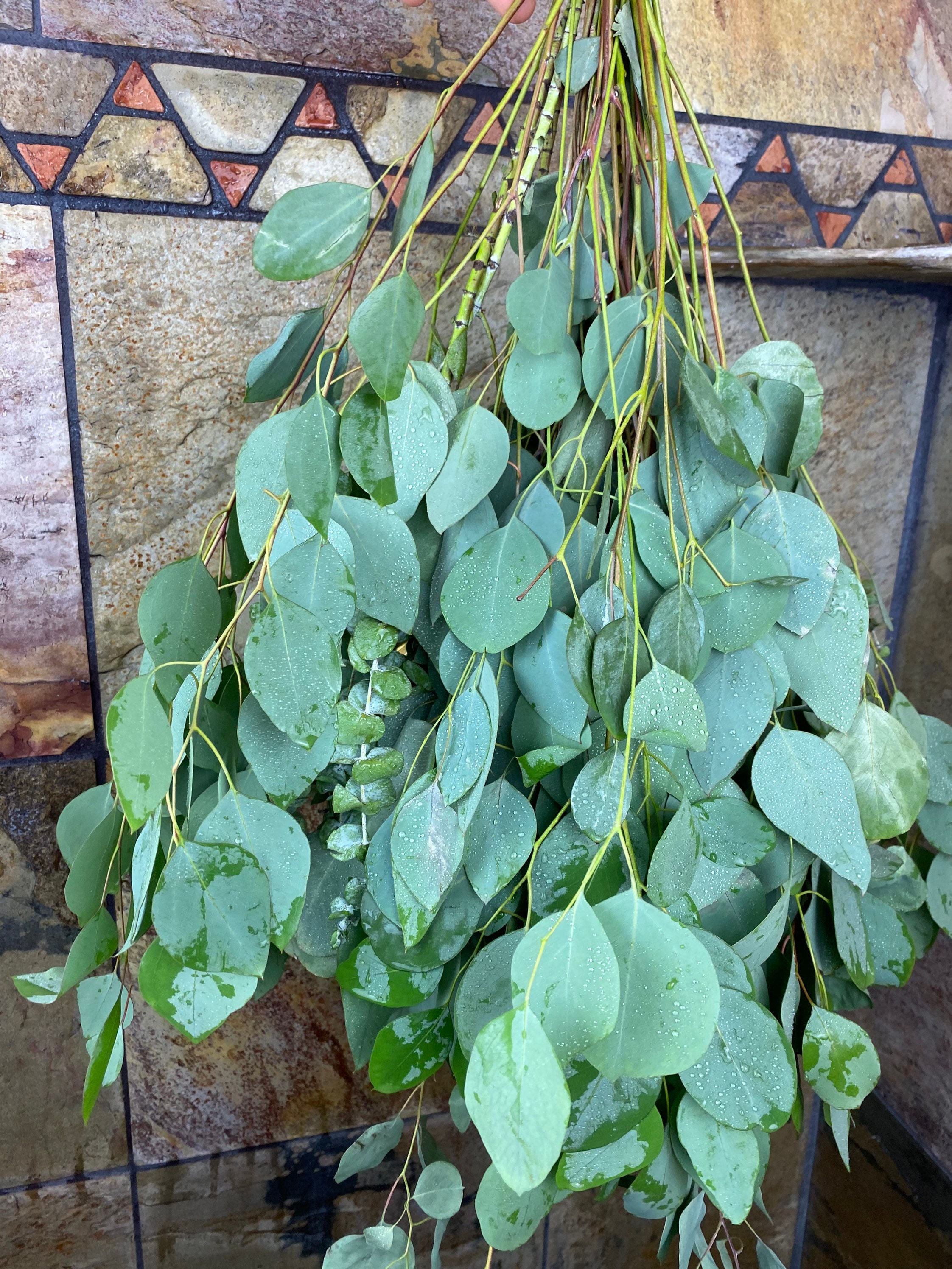 Aromatherapy Shower Eucalyptus Shower Bundle Etsy