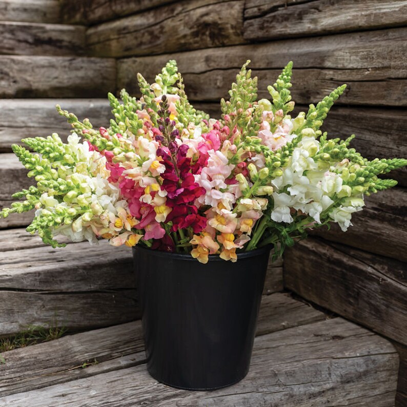 Live Snapdragons Edible Flowers Etsy