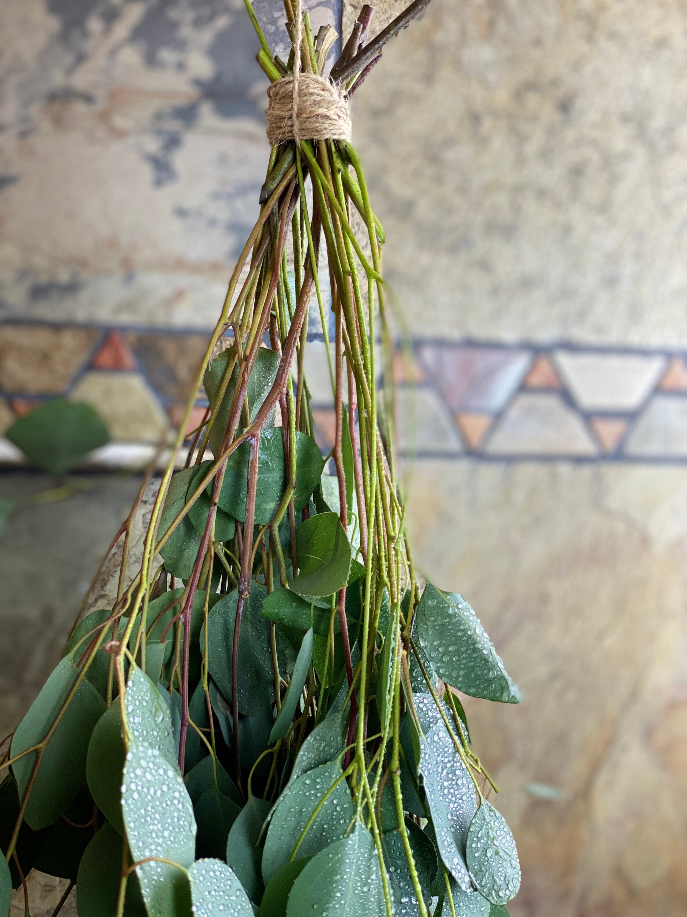 Aromatherapy Shower Eucalyptus Shower Bundle Etsy