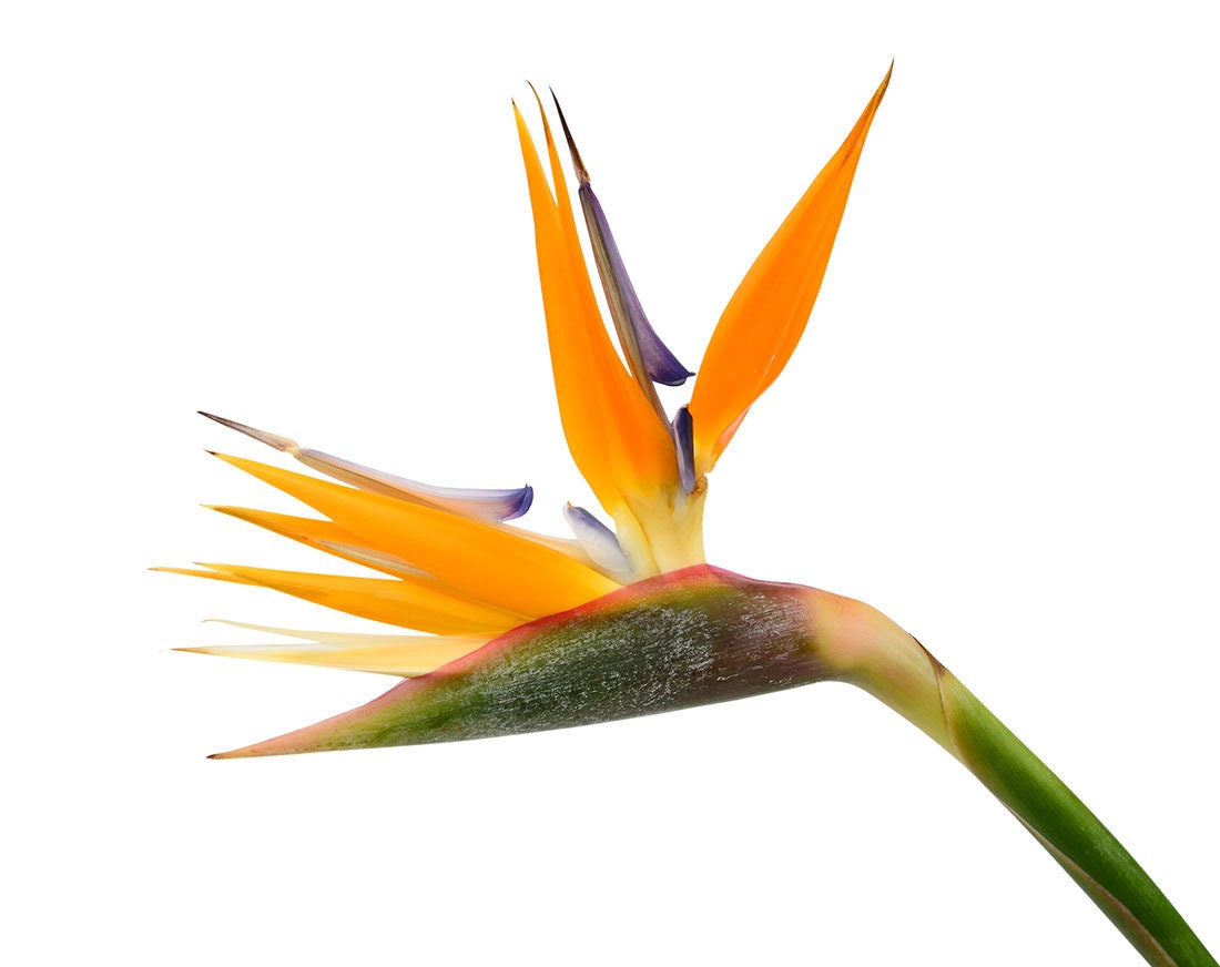 Birds of Paradise Flowers Live Fresh Cut Seasonal Etsy