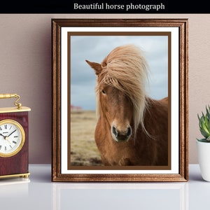 May include: A framed photograph of a brown horse with a long, flowing mane. The horse is looking directly at the camera with a calm expression. The background is a blurry field with a cloudy sky.