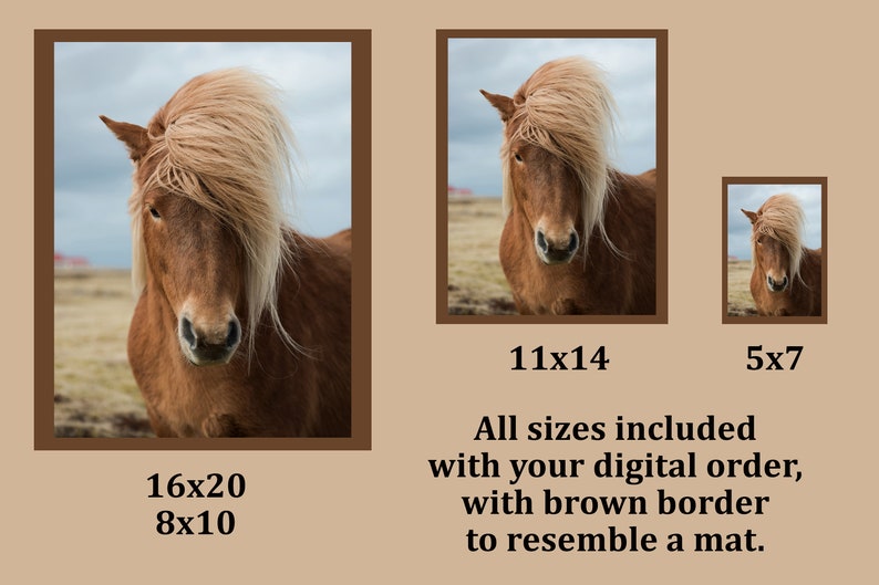 May include: A digital download of a photograph of a brown Icelandic horse with a long, flowing mane. The image is available in multiple sizes, including 5x7, 8x10, 11x14, and 16x20 inches. The image has a brown border to resemble a mat.