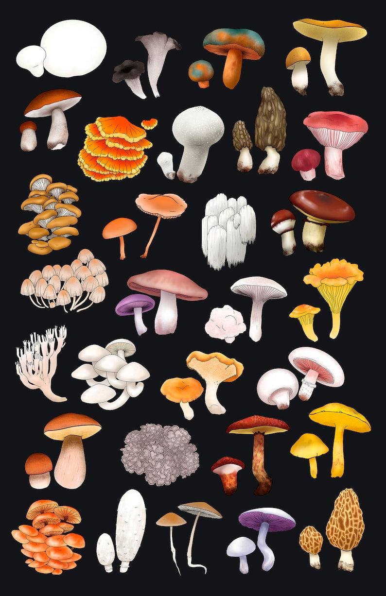 Mushrooms 11x17 Illustrated Poster 30 Jumbled Edible Etsy
