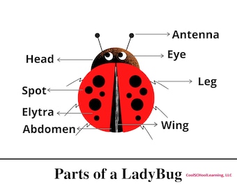 Ladybug Anatomy Poster, Homeschool Learning (PDF)