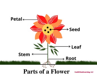 Parts of a Flower Printable, Kindergarten Classroom Decor, Preschool Science Nature Homeschool Learning Worksheets, Kids