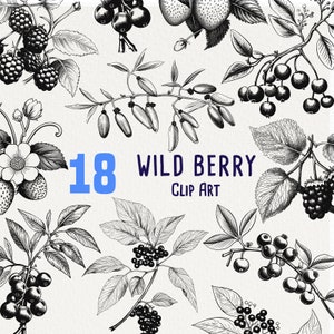 18 wilde bessen clipart, inkttekeningen voor commercieel gebruik, botanische afbeelding, acai, framboos, braam, geen licentie, scrapbooking