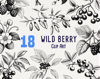 18 Wild Berries Clipart, Ink drawings for commercial use, Botanical image, Acai, Raspberry, Blackberry, No license, Scrapbooking