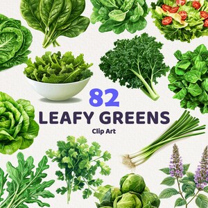 82 Clipart di verdure a foglia verde, PNG di cibo vettoriale per uso commerciale, rucola, cavoletti di Bruxelles, cavolo, insalate, nessuna licenza, PNG trasparente