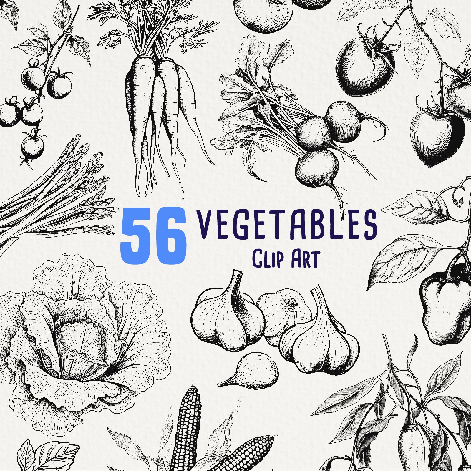 56 Vegetable Ink Drawing Clipart, Vegetable Art for Commercial Use,  Botanical Image, Garlic, Potato, Beets, Onion, No License, Scrapbooking -  Etsy, image size:1600x1600