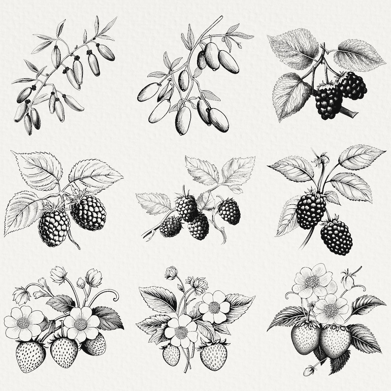 18 Wild Berries Clipart, Ink Drawings for Commercial Use, Botanical ...