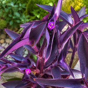10 esquejes de Tradescantia pallida purpurea (Palo púrpura), plantas vivas, jardín de interior fácil de cuidar